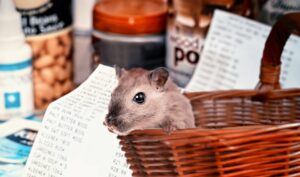信用買いと現物買いの違いは何ですか？